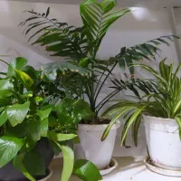 گل طبیعی|گل و گیاه طبیعی|قائن, |دیوار