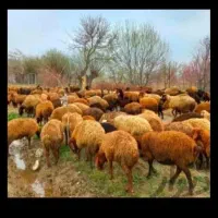 قصابی قربانی