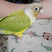 طوطی سخنگو گرینچیک