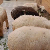 بره|حیوانات مزرعه|مسجد سلیمان, |دیوار