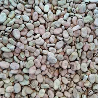 باقلا باقالی