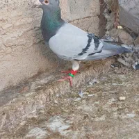 کفتر مسافتی و شناسنامه دار|پرنده|شیراز, رحمت‌آباد|دیوار