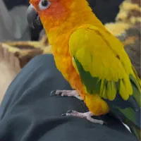 فروش جفت طوطی سانکانور|پرنده|اهواز, زرگان|دیوار