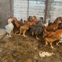 جوجه محلی اصل چهار ماه|حیوانات مزرعه|رفسنجان, |دیوار