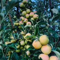 فروش دوهکتار باغ سیب و گردو و آلوچه|فروش زمین و ملک کلنگی|مراغه, |دیوار