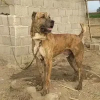 واگذاری سگ خراسانی نگهبانی ۲ ساله