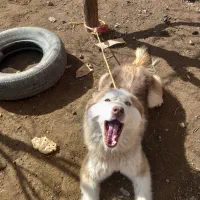 واگذاری سگ هاسکی مالاموت