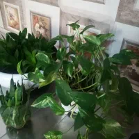 گل پتوس و سانسوریا