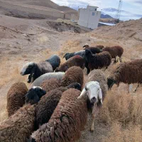 هیجده عدد بره