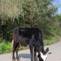 لیشه پا به تخم گوساله نکرده گاو|حیوانات مزرعه|رشت, پل تالشان|دیوار