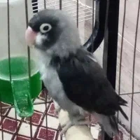 طوطی کوتوله با تخفیف ویژه|پرنده|رفسنجان, |دیوار