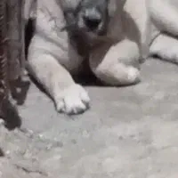 اواگذاری توله الابای