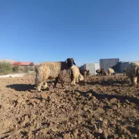 قوچ بختیاری