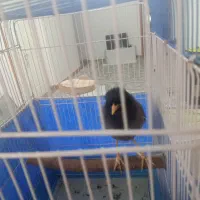 مرغ مینا سخنگو|پرنده|برخوار, |دیوار