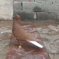 کبوتر رنگی سرخ دمسفید نرکاکلی|پرنده|قائم‌شهر, |دیوار
