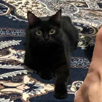 گربه ماده بریتیش