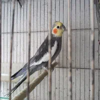 طوطی عروس مولد