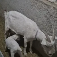 یک عددبزسانن زایده|حیوانات مزرعه|قائن, |دیوار