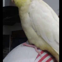عروس گمشده