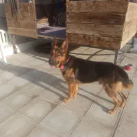 سگ ژرمن فروشی|سگ|رباطکریم, حکیم آباد|دیوار