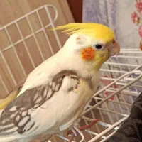 عروس هلندی سخنگو