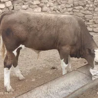 گوساله شاروله نر 5ماهه