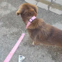 سگ خانگی|سگ|ساری, |دیوار