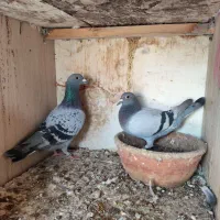 کبوتر مسافتی|پرنده|گنبد کاووس, |دیوار