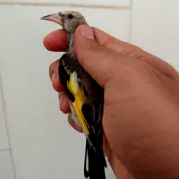 جوجه سهره سر و کله دار اصفهان|پرنده|تهران, میدان ولیعصر|دیوار