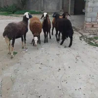 بره نر پرواری|حیوانات مزرعه|گمیشان, |دیوار