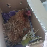 مرغ