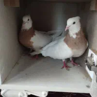 کبوتر