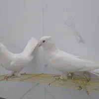 یک جفت کفتر سفید مهر کاکلی پاچکمه ای