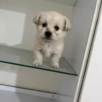 واگذاری به فرد متعهد