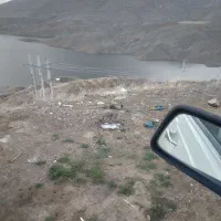 ریواس کوهی تازه تازه