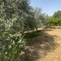 فروش ۵ قطعه باغ زیتون جاده کلتان شیرین سودارای آب|فروش دفتر صنعتی، کشاورزی، تجاری|طارم, |دیوار