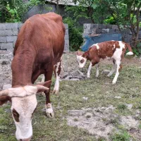 گاو همراه گوساله ماده سیمینتال