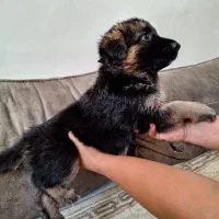 ژرمن کینگ سایز بسیار زیبا فوری ف...ش