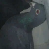 کبوتر آلمانی