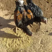 مرغ و خروس لاری|حیوانات مزرعه|کوهدشت, |دیوار