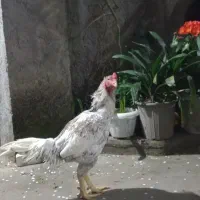 لاری خروس