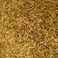 میلورم خشک (موجودی بالا)