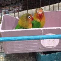 کوتوله برزیلی