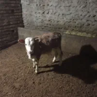 گوساله نر سیمنتال