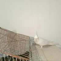 عروس هلندی البینو