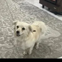 پامر اشپیدز