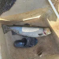 فروش ماهی قزل الا