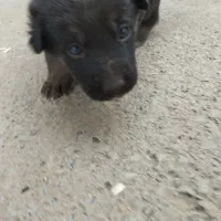 واگذاری سگ ژرمن شپرد|سگ|تهران, شهرک طالقانی|دیوار