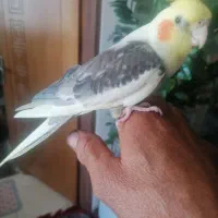 عروس هلندی سخنگو دستی و فنج