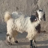 بزغاله نر چاق